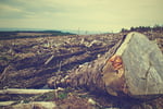 deforestation-g2b68305ed_1920